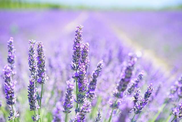 plantes médicinales